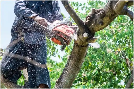 tree services Tierra Grande